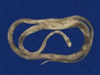過山刀藏品圖，第5張